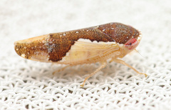 Norvellina pulchella