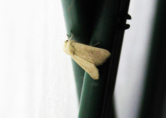 Mythimna prominens