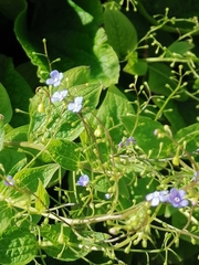 Brunnera macrophylla