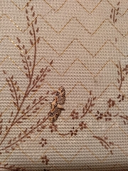 Eupithecia linariata