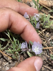 Phacelia exilis