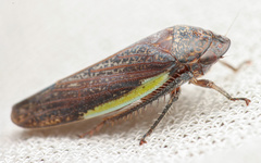 Hamana