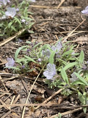Phacelia exilis