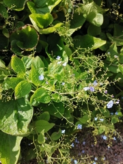 Brunnera macrophylla