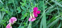 Lathyrus tuberosus
