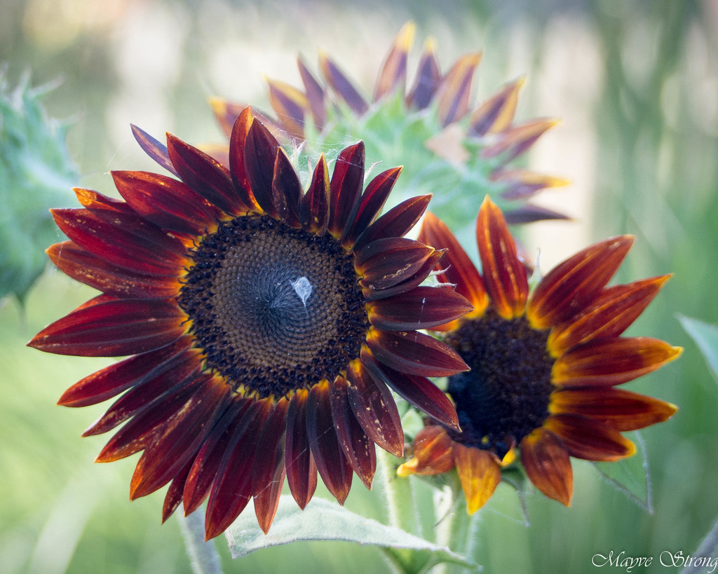 Common Sunflower from Carrollton, TX, USA on June 11, 2022 at 0827 AM