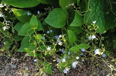 Brunnera macrophylla