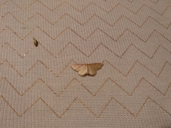 Idaea humiliata