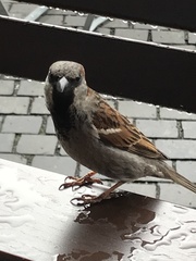 Passer domesticus