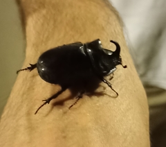 Oryctes nasicornis