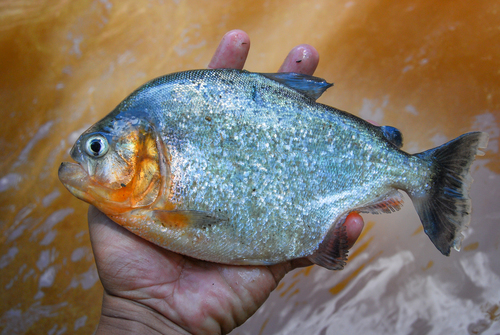 Dark-banded piranha (Serrasalmus spilopleura) — Serrasalmidae