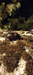 Oryctes nasicornis