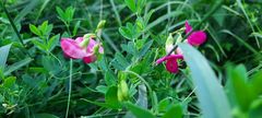 Lathyrus tuberosus