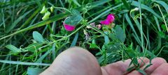 Lathyrus tuberosus