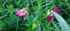 Lathyrus tuberosus