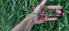 Lathyrus tuberosus