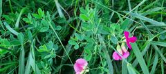 Lathyrus tuberosus