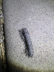 Gloveria arizonensis