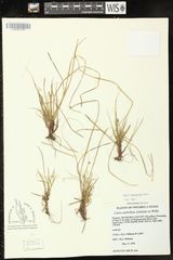 Carex tonsa rugosperma