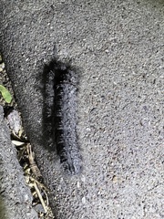 Gloveria arizonensis