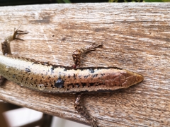 Mabuya desiradae