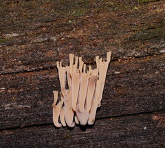 Artomyces austropiperatus