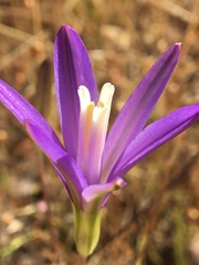 Brodiaea leptandra