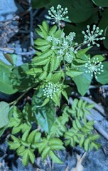 Aralia hispida
