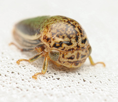 Stictopelta marmorata