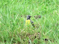Motacilla cinerea patriciae