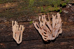 Artomyces austropiperatus