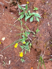 Arnica spathulata