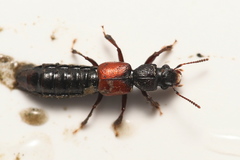 Bledius spectabilis