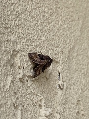 Euplexia