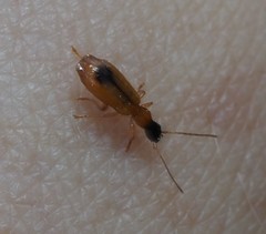 Demetrias monostigma