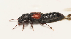 Bledius spectabilis