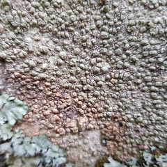 Pertusaria pertusa