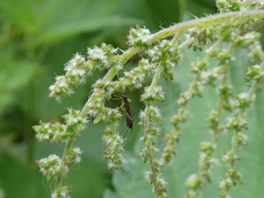 Plagiognathus arbustorum