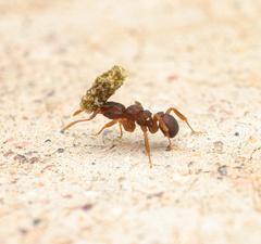 Cyphomyrmex flavidus