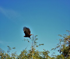 Buteo jamaicensis socorroensis