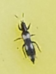 Aeolothripidae