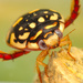 Escarabajo Buceador de Manchas Amarillas - Photo (c) mason_s, algunos derechos reservados (CC BY-NC)
