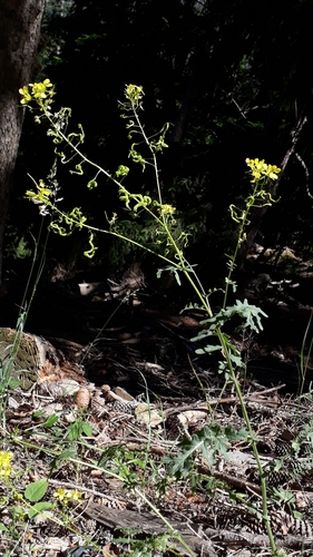 Image of Erucastrum nasturtiifolium by (c) Alessia Guggisberg, some rights reserved (CC BY)