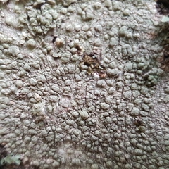 Pertusaria pertusa