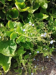 Brunnera macrophylla