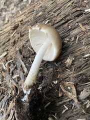 Pluteus