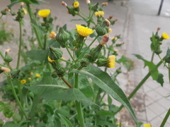 Sonchus oleraceus