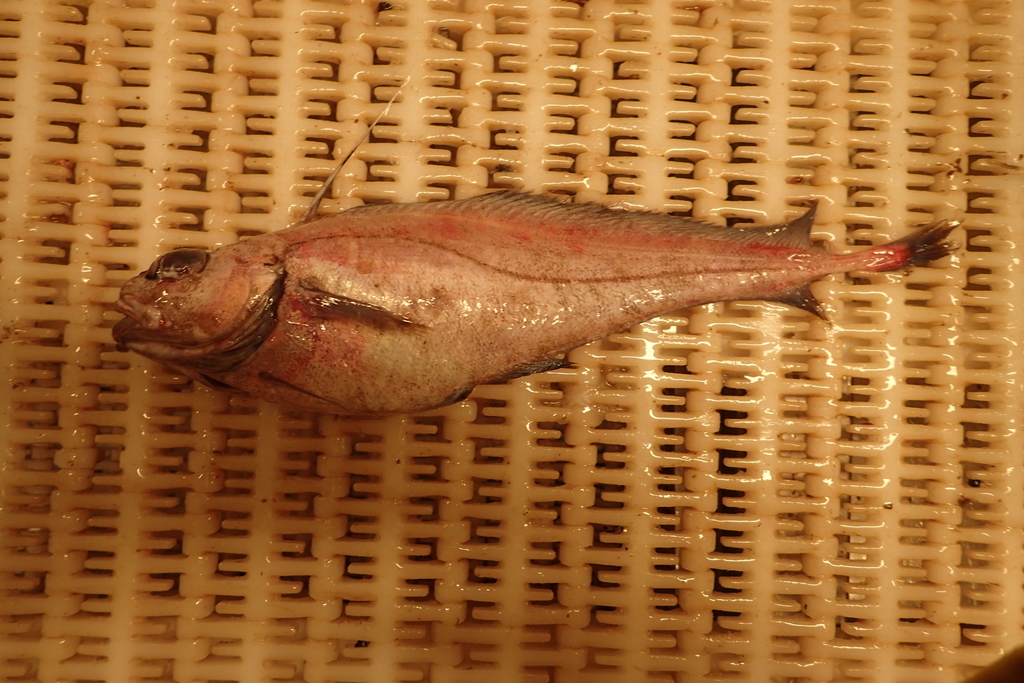 Mediterranean Codling