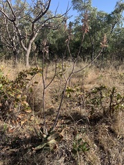 Aloe greatheadii davyana