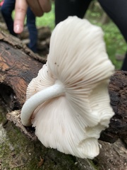 Pluteus